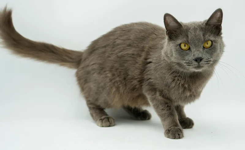 A young medium-sized female Gray / Blue / Silver Russian Blue cat named Peach Is Definitely Purrfect! for adoption in Bedford Hills, NY