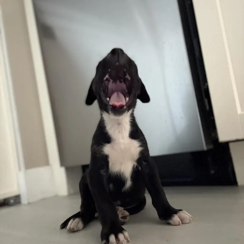 A baby small-sized male Black Pit Bull Terrier dog named Western for adoption in Los Angeles, CA