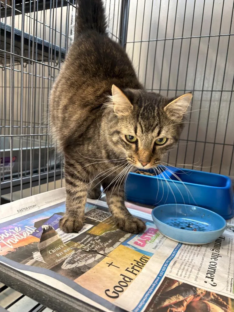 A young large-sized male Domestic Short Hair cat named Catloaf for adoption in Lavonia, GA