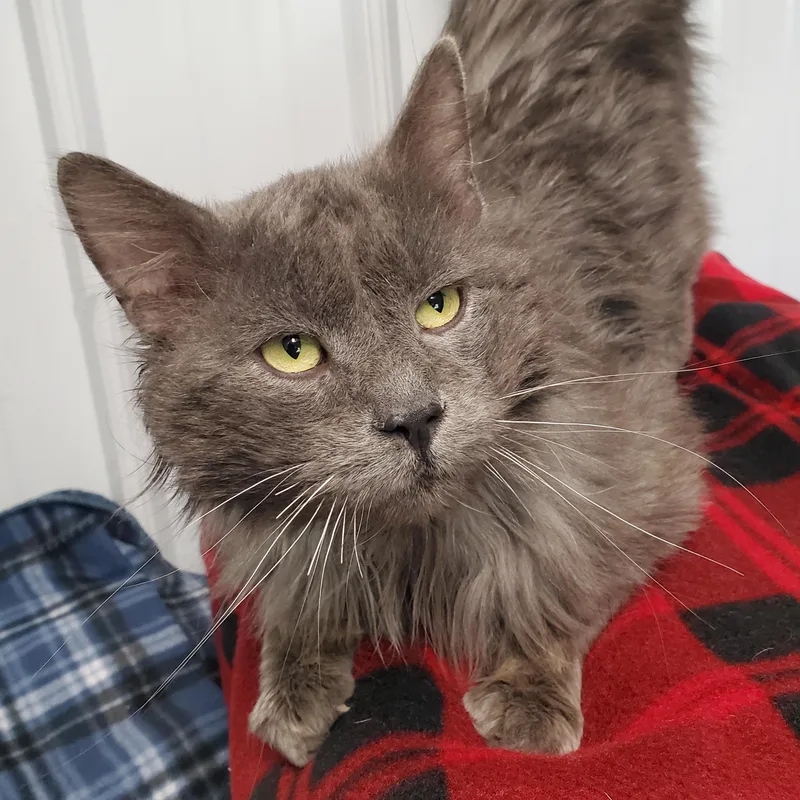 An adult medium-sized male Gray / Blue / Silver Domestic Long Hair cat named Frank Gallagher for adoption in Marseilles, IL