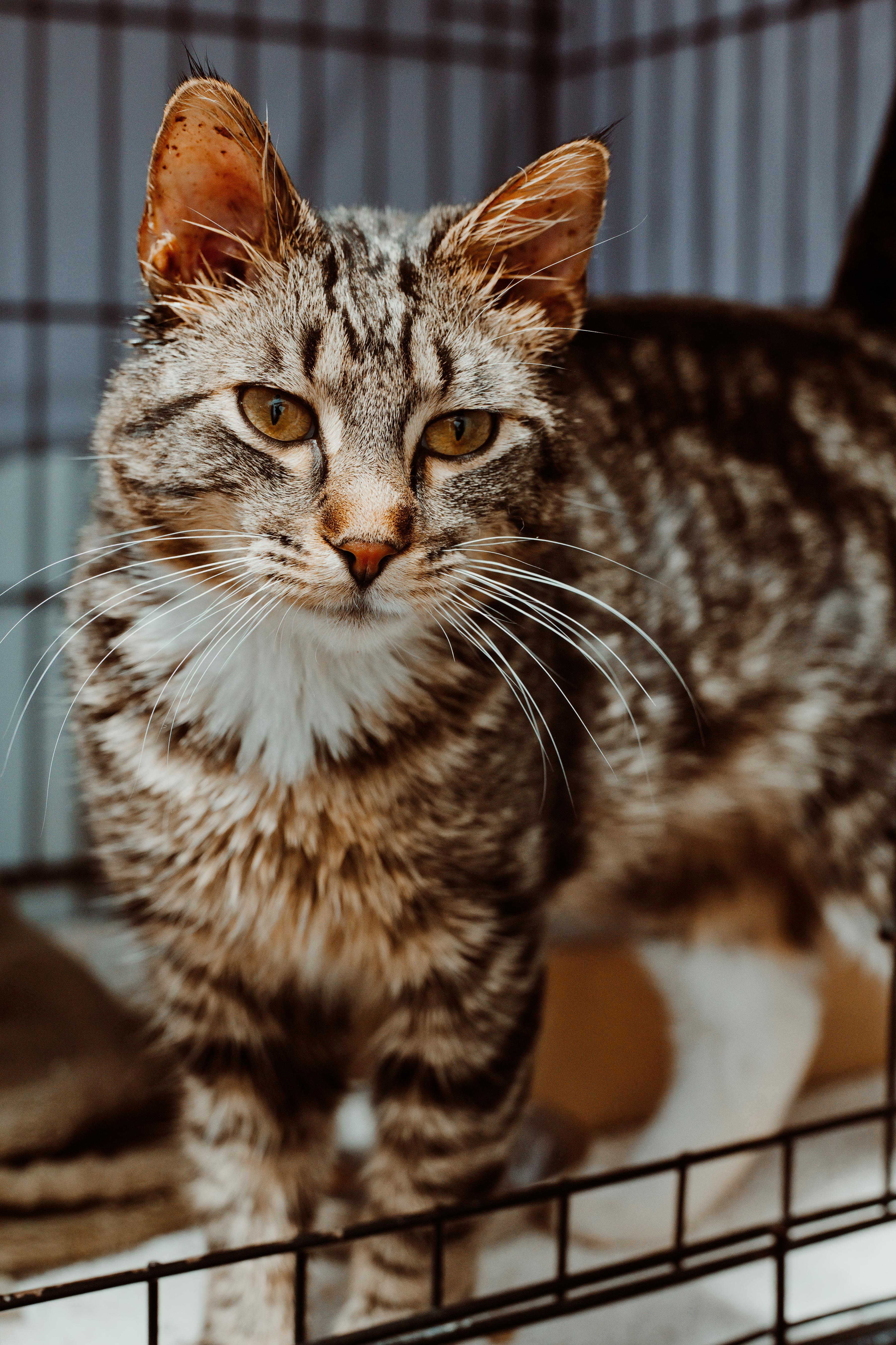 A young medium-sized male Domestic Short Hair cat named Weasel for adoption in Le Mars, IA