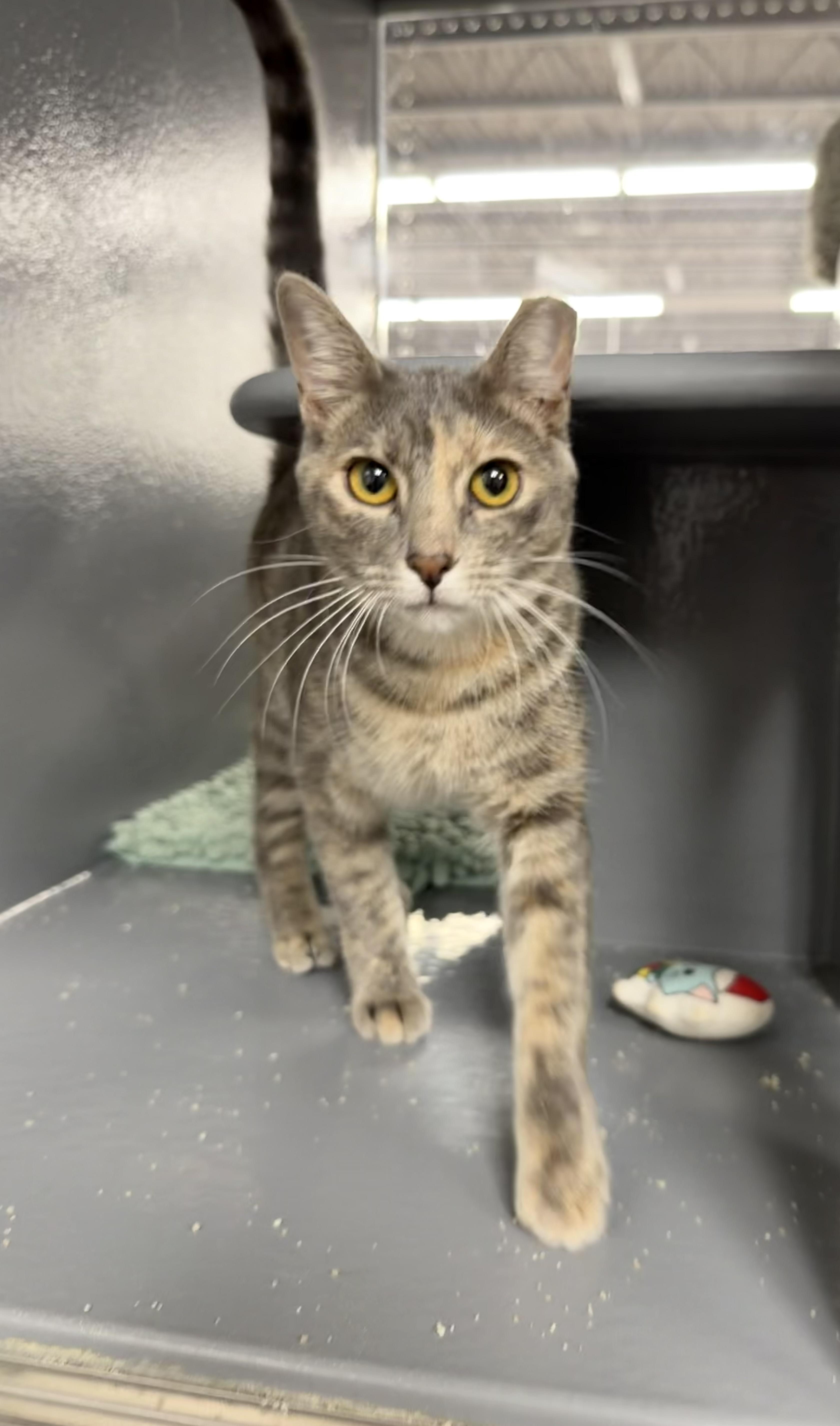 A young medium-sized female Tabby (Gray / Blue / Silver) Domestic Short Hair cat named Denarsy  Riley Fuzzel for adoption in Spring, TX