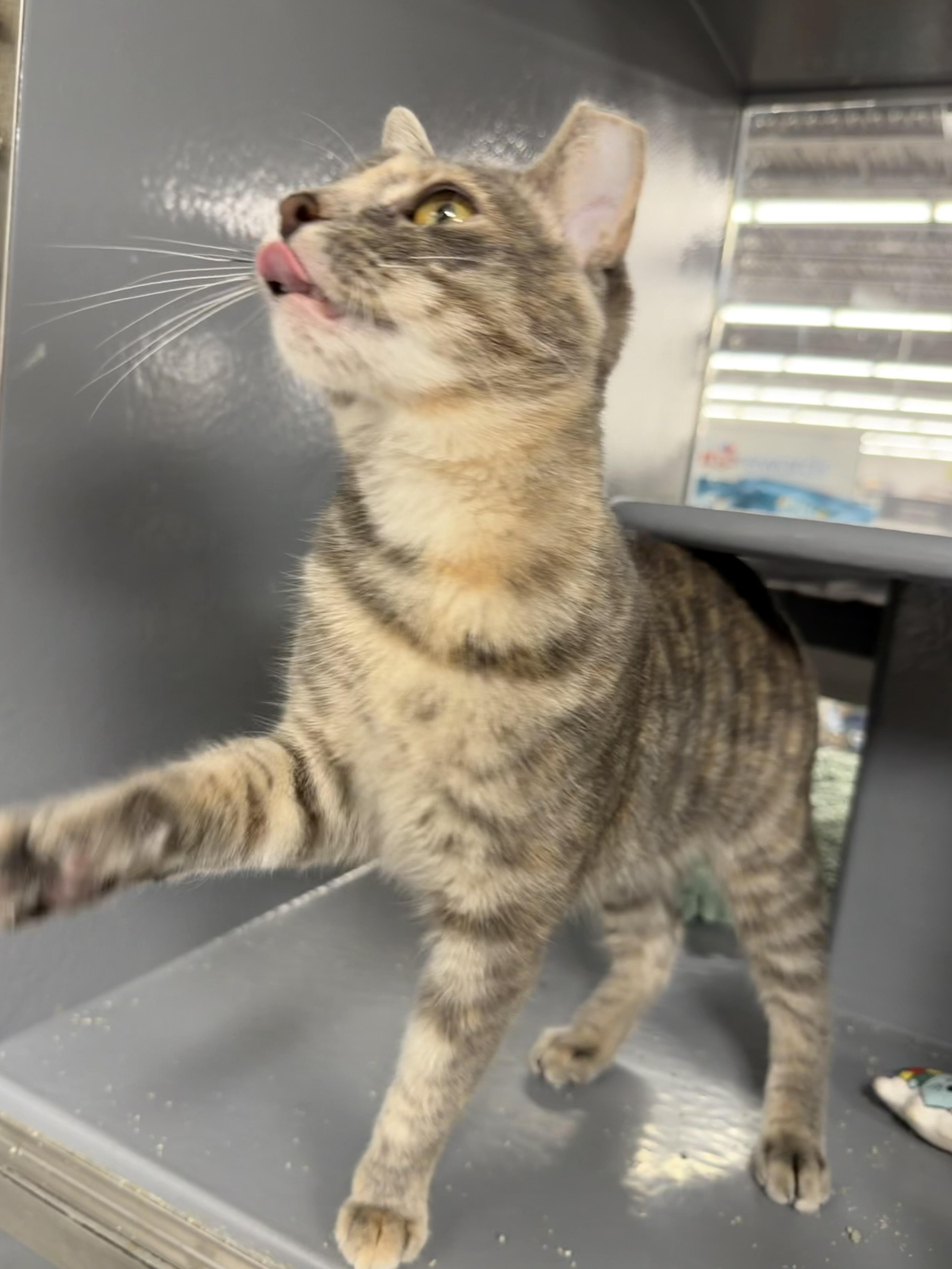 Denarsy  Riley Fuzzel thumbnail 2