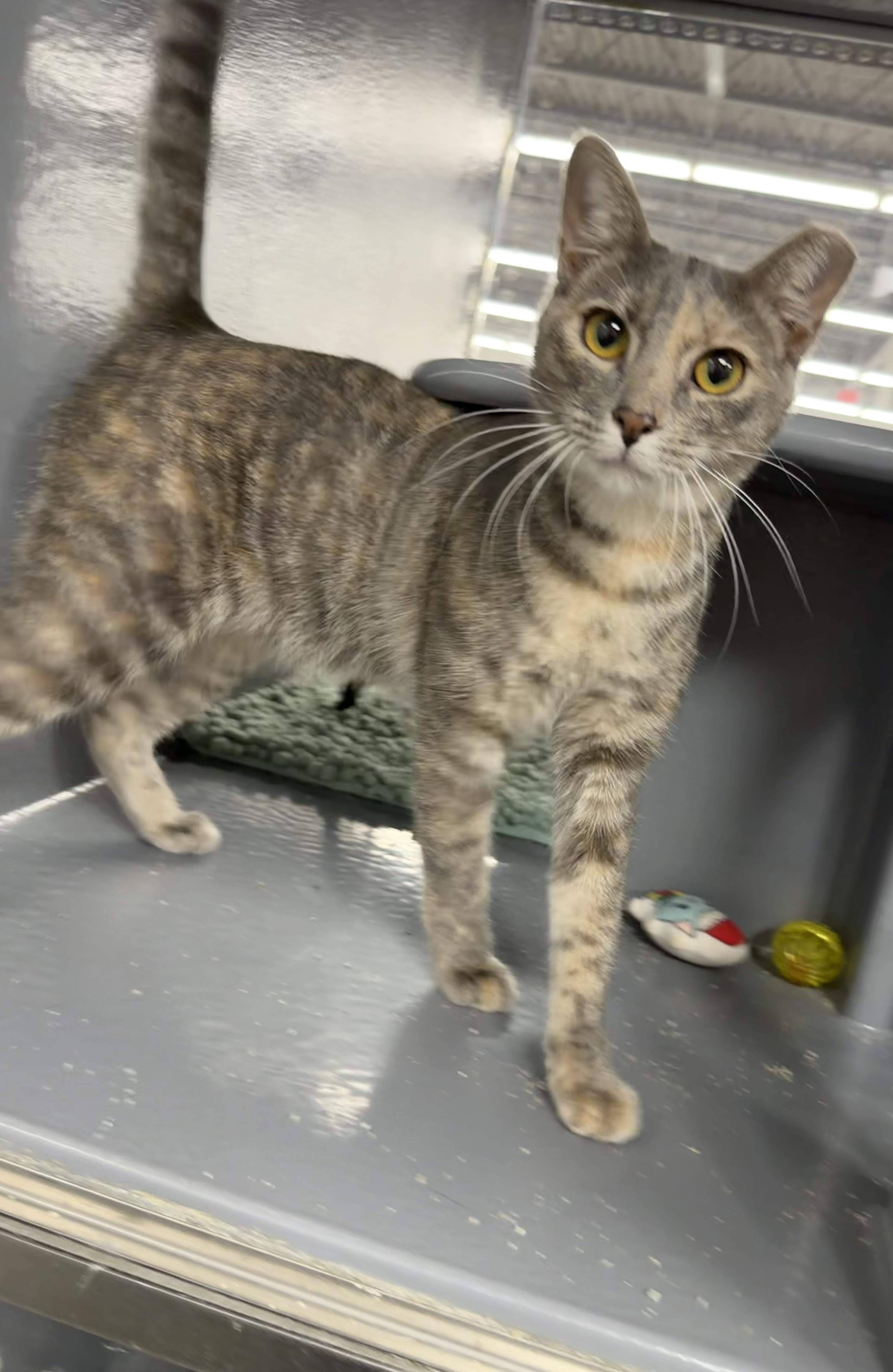 Denarsy  Riley Fuzzel thumbnail 3