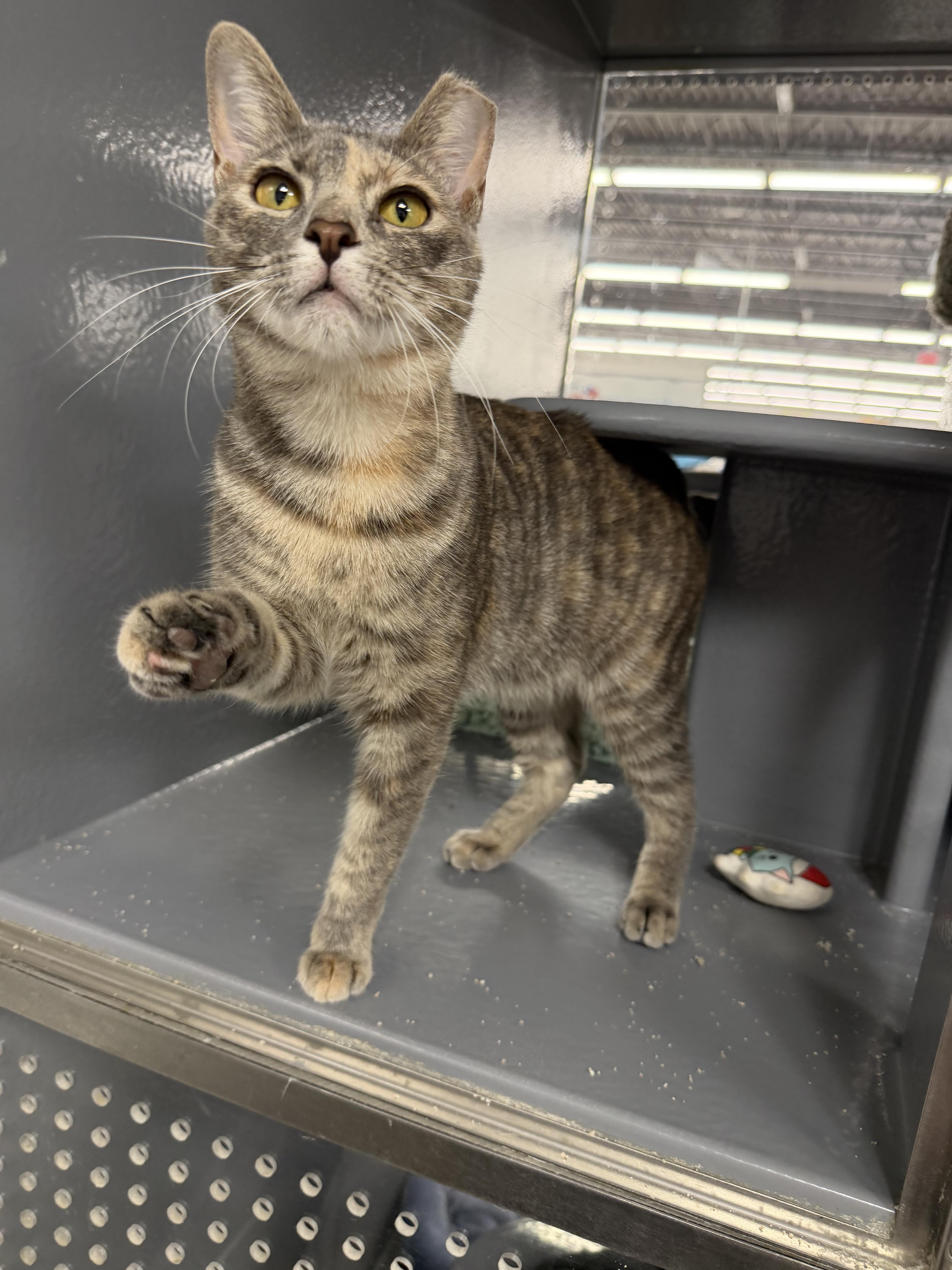 Denarsy  Riley Fuzzel thumbnail 4