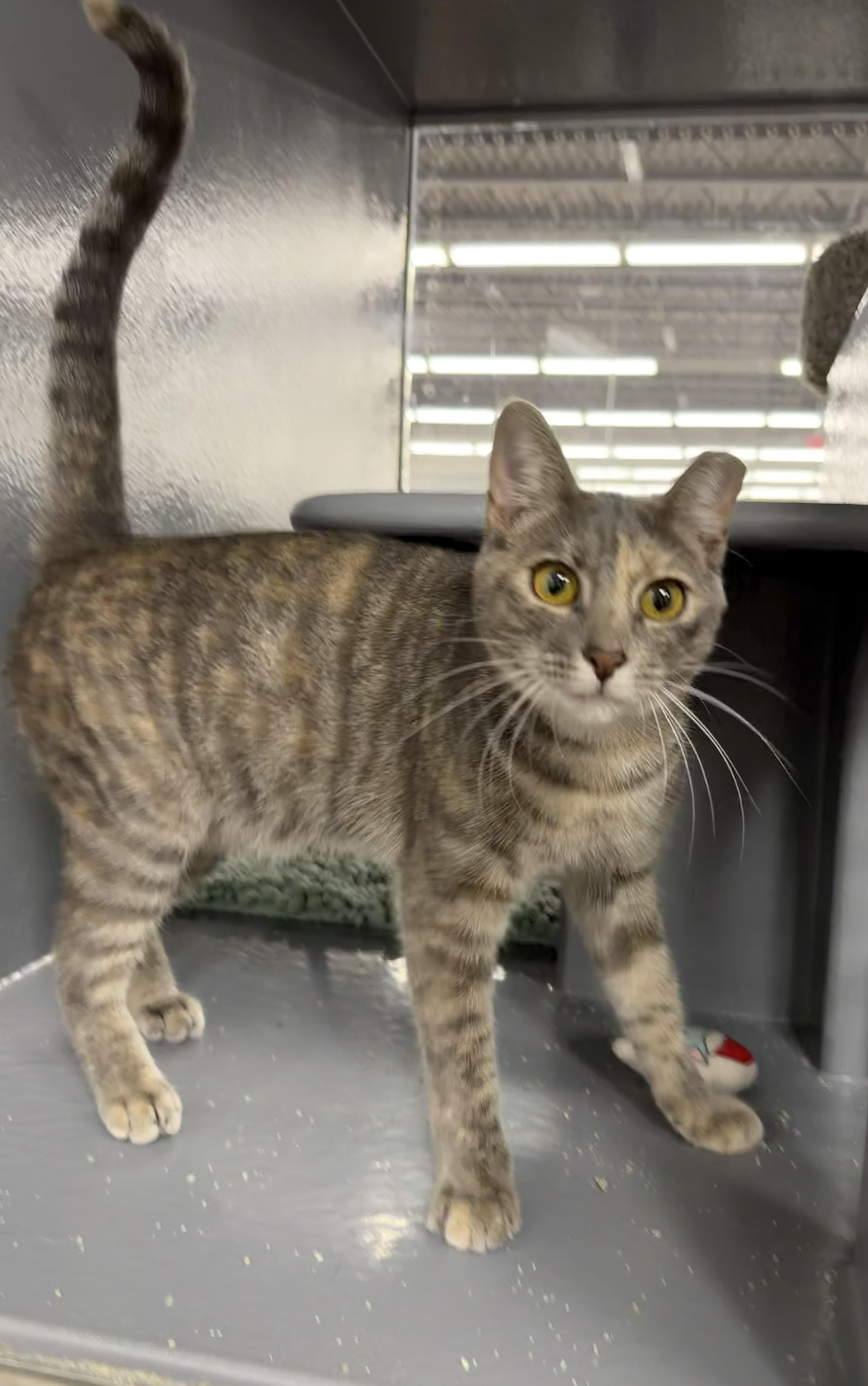 Denarsy  Riley Fuzzel thumbnail 5