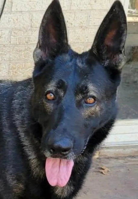A young large-sized male Tricolor (Brown, Black, & White) German Shepherd Dog dog named Maximus for adoption in Spring, TX