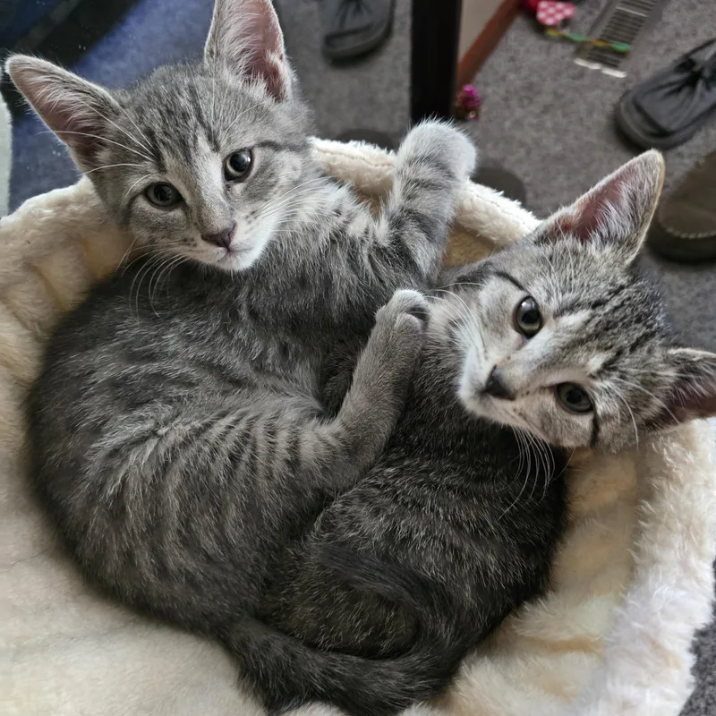 A baby medium-sized male Tabby (Gray / Blue / Silver) Domestic Short Hair cat named Derpy for adoption in East Lansing, MI