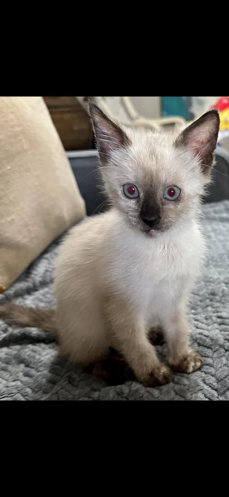 A baby small-sized female Siamese cat named Sacha C Ingram for adoption in Saunderstown, RI