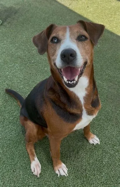 An adult large-sized female Harrier dog named Betty for adoption in Pasadena, TX