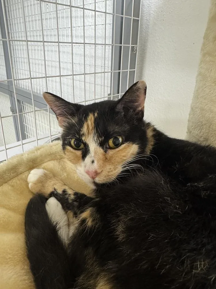 An adult medium-sized female Domestic Short Hair cat named Chenille for adoption in Fort Walton Beach, FL
