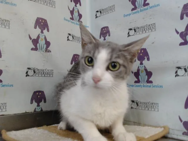 A young small-sized female Domestic Short Hair cat named Evie for adoption in Orlando, FL
