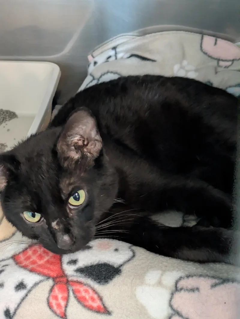 An adult medium-sized male Black & White / Tuxedo Domestic Short Hair cat named Yappers for adoption in Bedford, VA