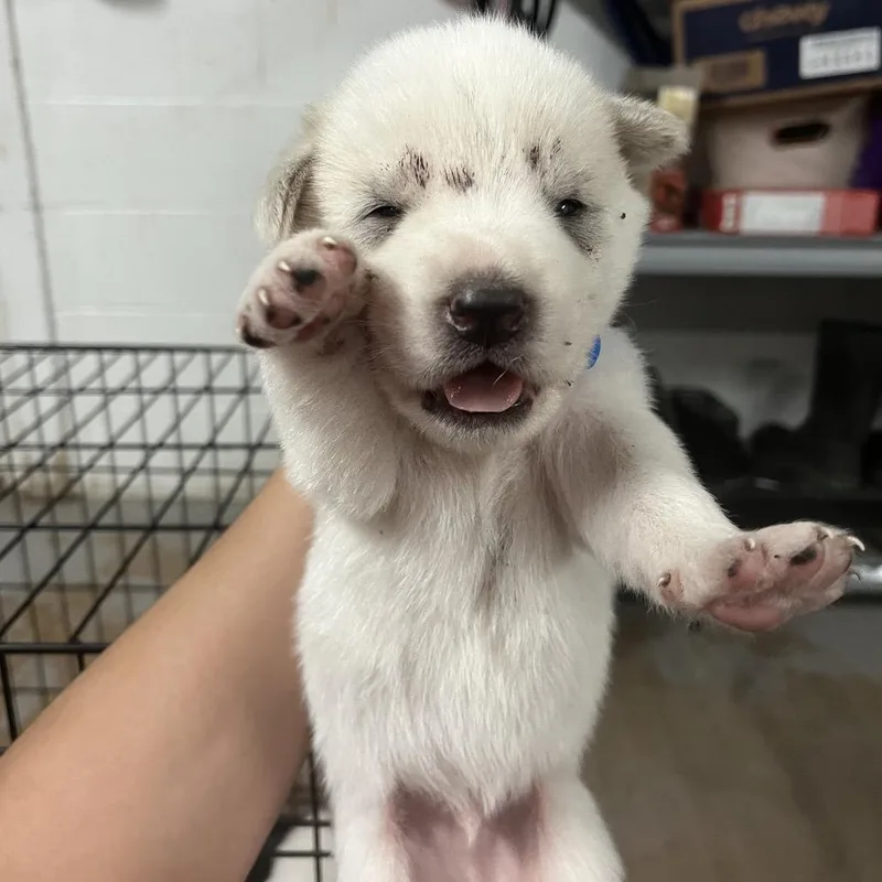 A baby medium-sized male White / Cream Spitz dog named Pup for adoption in Edinburg, TX