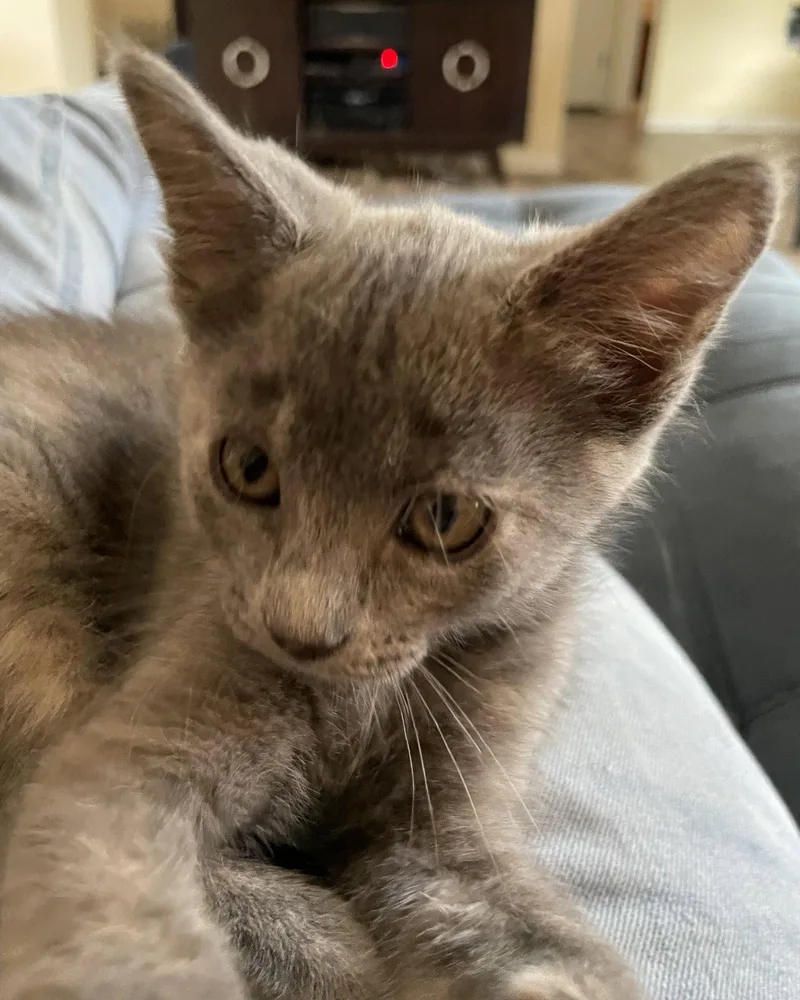 A baby medium-sized female Domestic Short Hair cat named Sprite for adoption in Oviedo, FL