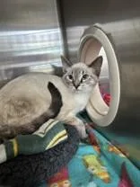 A young medium-sized male Blue Point Siamese cat named Bucky for adoption in Manitowoc, WI