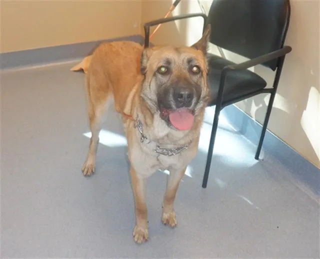A young large-sized female German Shepherd Dog dog named Lulu for adoption in San Jose, CA