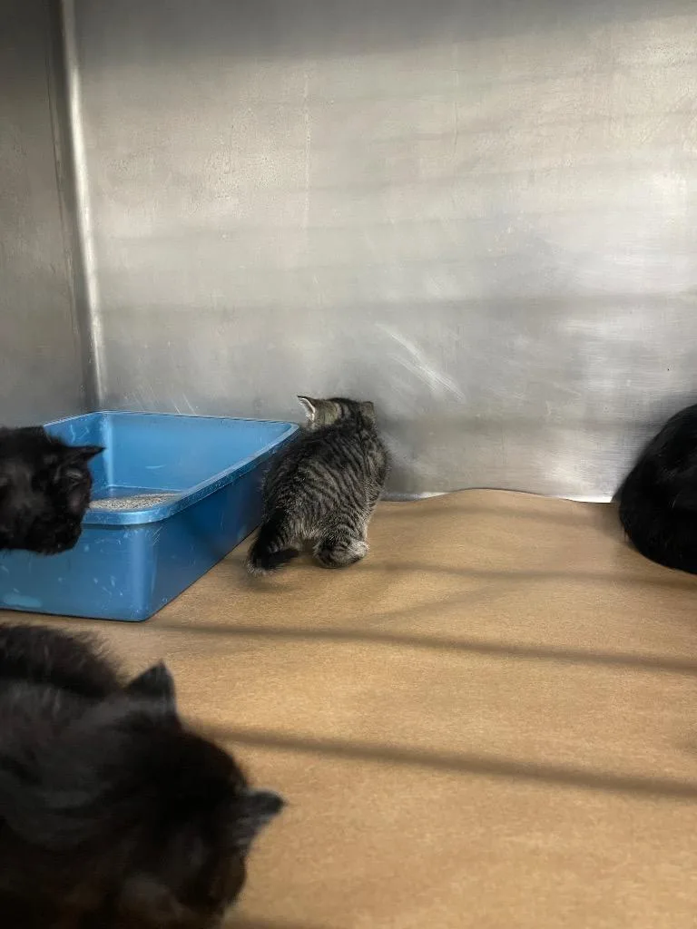 A baby small-sized female Domestic Short Hair cat named Amari for adoption in Cartersville , GA
