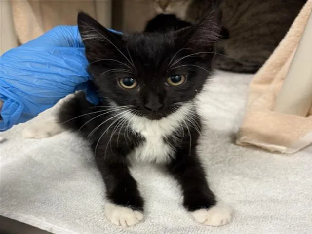 A baby small-sized male Domestic Short Hair cat named Mistral for adoption in Derwood, MD