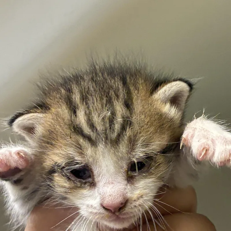 A baby small-sized male Brown / Chocolate Domestic Short Hair cat named 71576 for adoption in Harrisonburg, VA