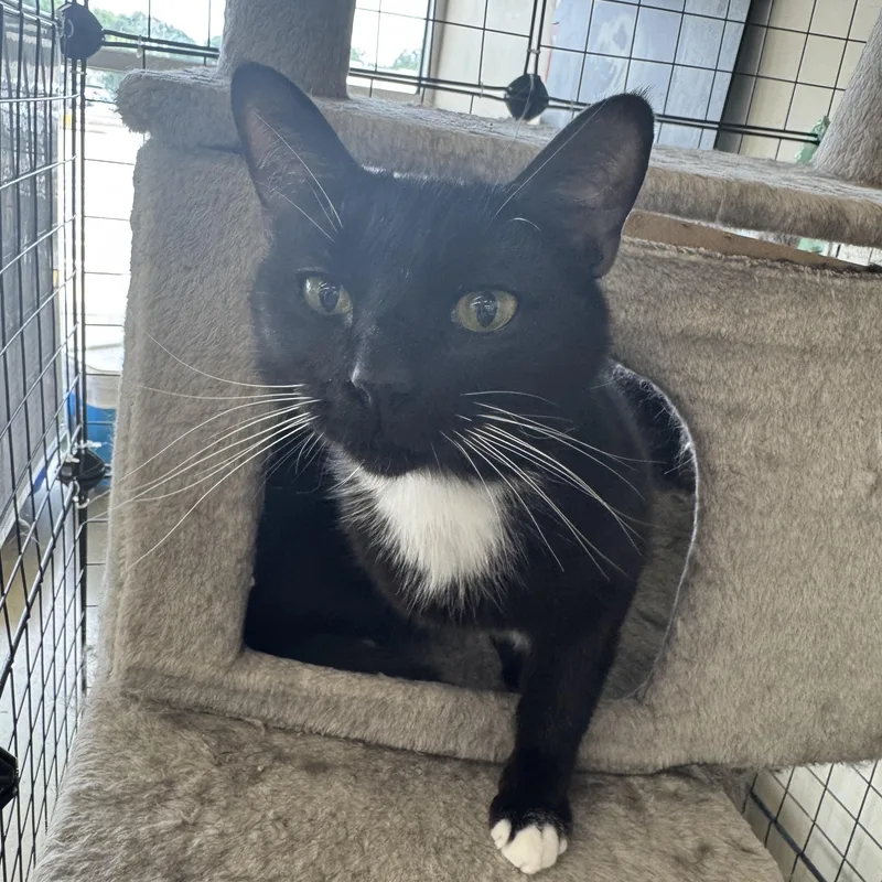 An adult medium-sized female Black & White / Tuxedo Domestic Short Hair cat named Bunny for adoption in Easley, SC