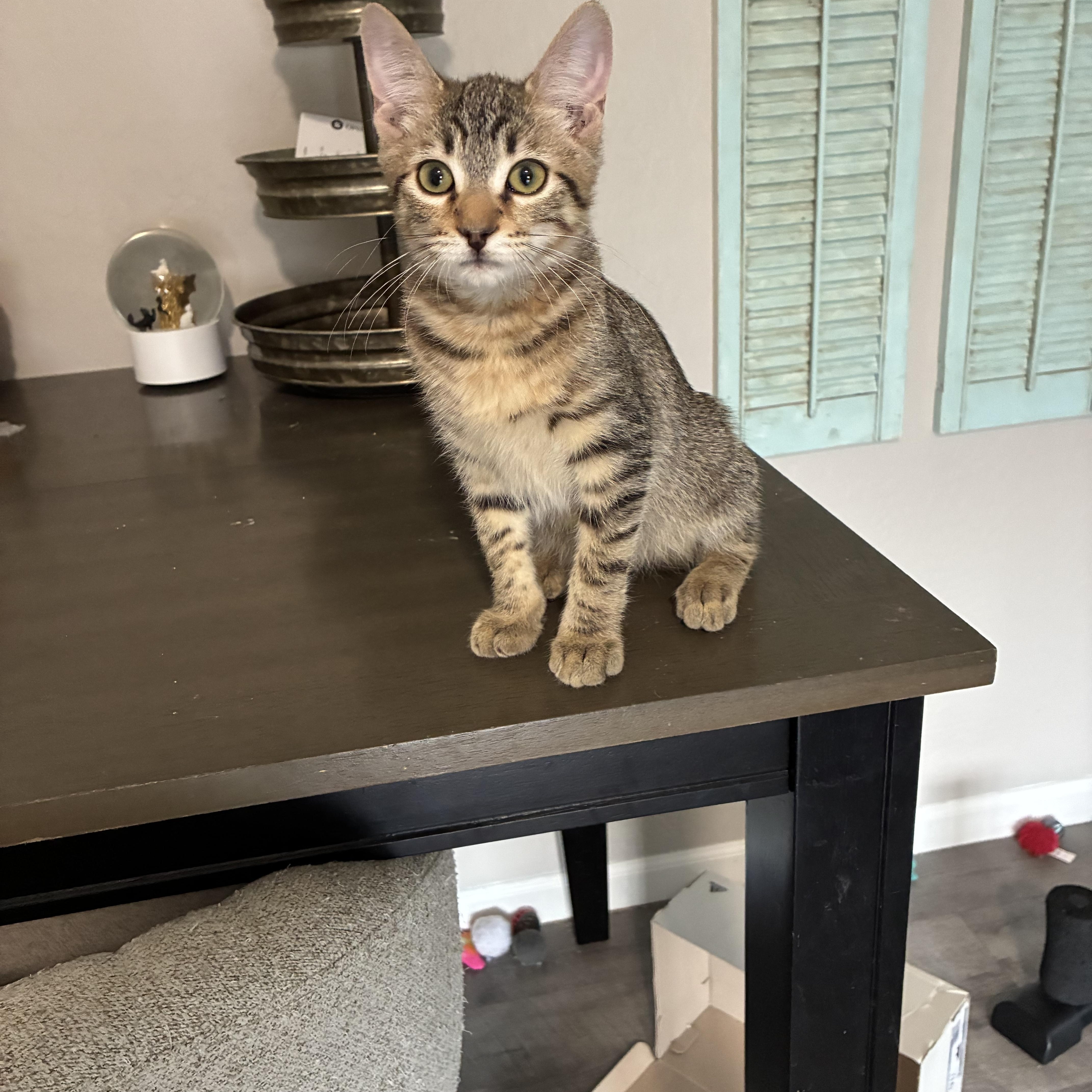 A baby small-sized male Domestic Short Hair cat named Pooh for adoption in queen creek, AZ
