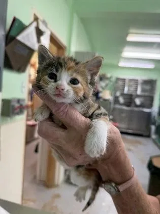A baby medium-sized female Black Domestic Short Hair cat named Iris for adoption in Bedford, IN