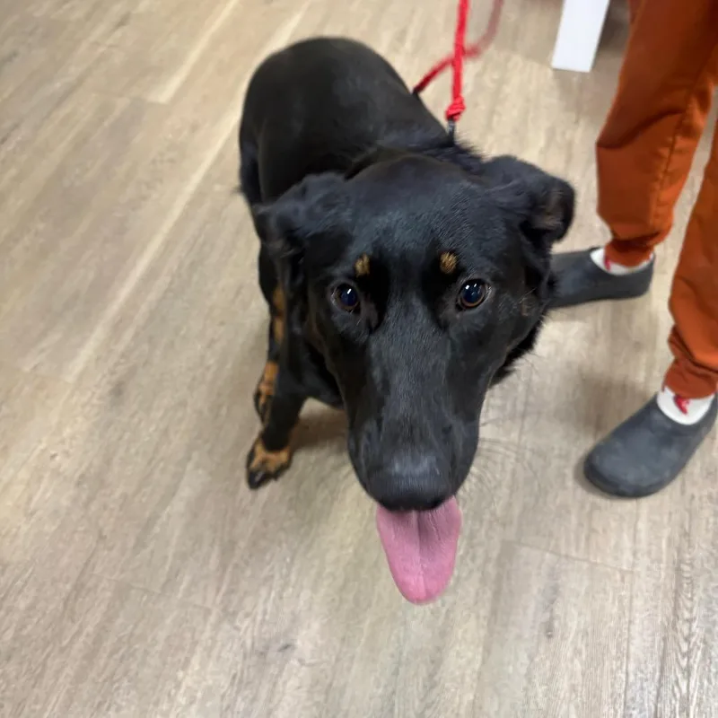 A young large-sized female Black Mixed Breed dog named Daisy for adoption in Pensacola, FL