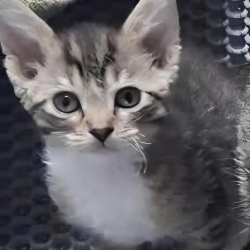 A baby small-sized female Brown / Chocolate Domestic Short Hair cat named Rosa for adoption in Lutz, FL