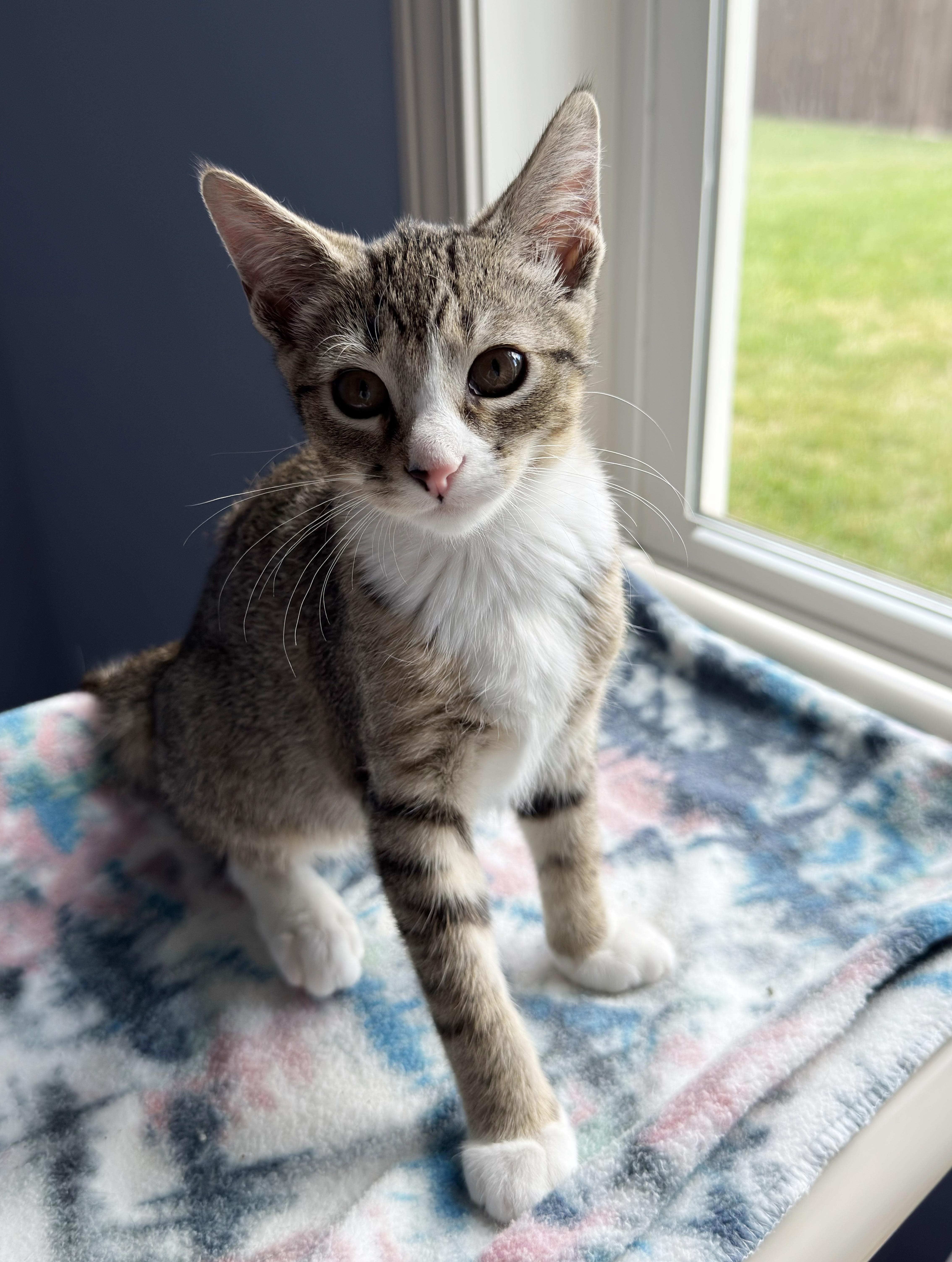 A baby medium-sized female Torbie cat named Sapphire for adoption in Parkville, MO