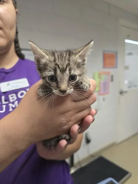 A baby small-sized female Domestic Short Hair cat named Gingersnap for adoption in Easton, MD