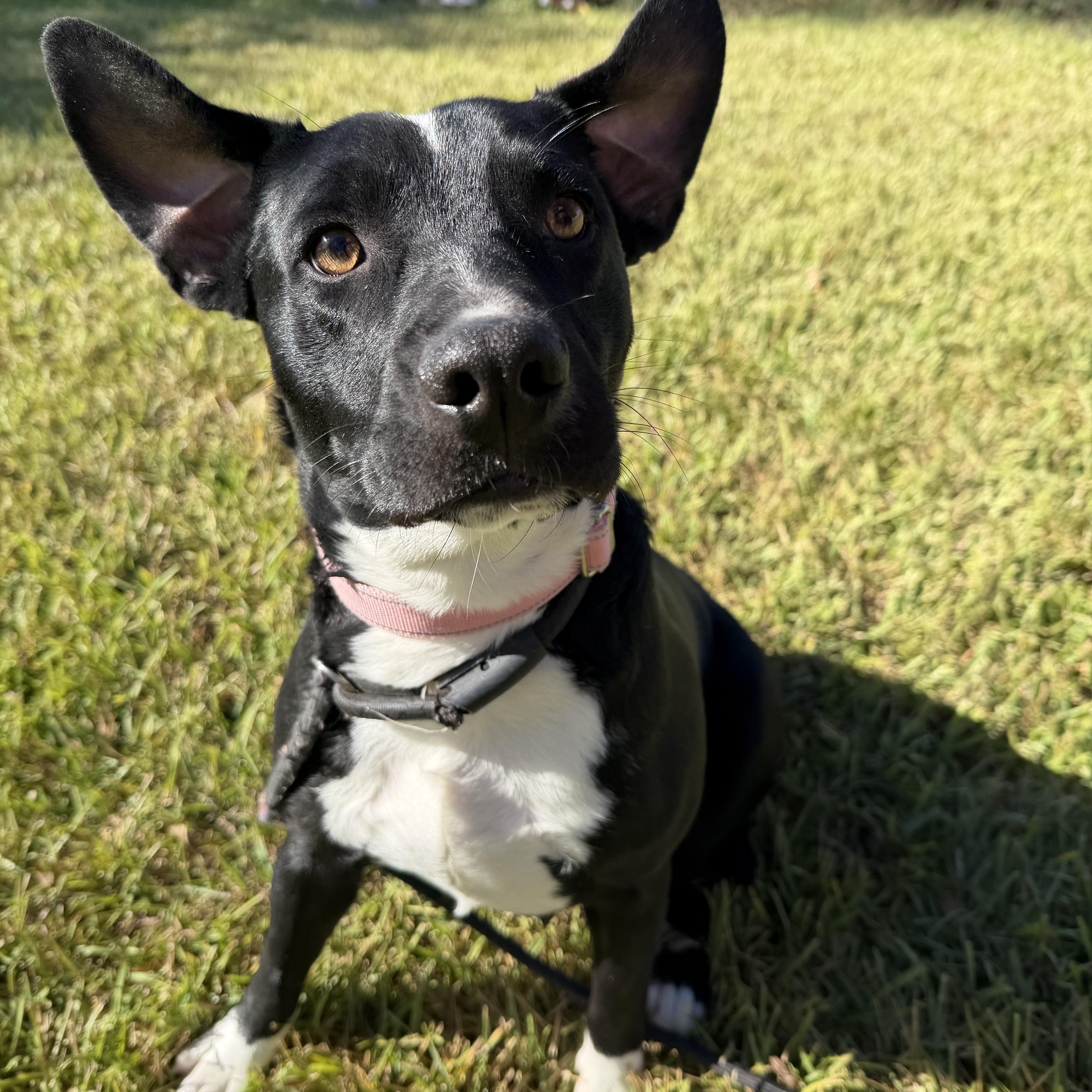 A young medium-sized female Hound dog named Sissy for adoption in Pearland, TX