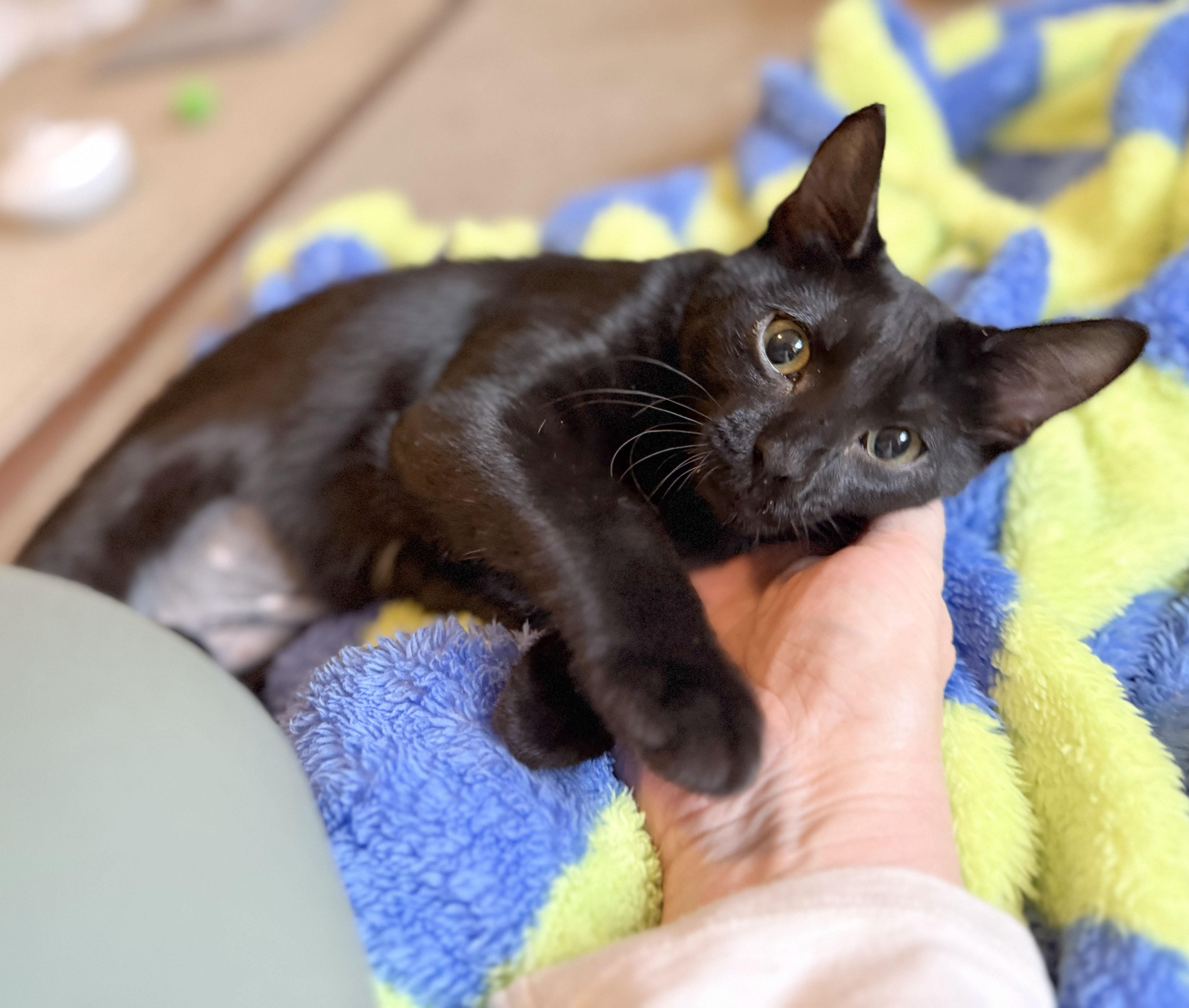 A baby medium-sized female Black Domestic Short Hair cat named Bunny for adoption in Parkville, MO