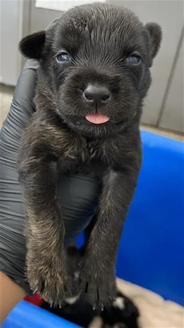 A baby large-sized male Mixed Breed dog named Hickory for adoption in Dallas, TX