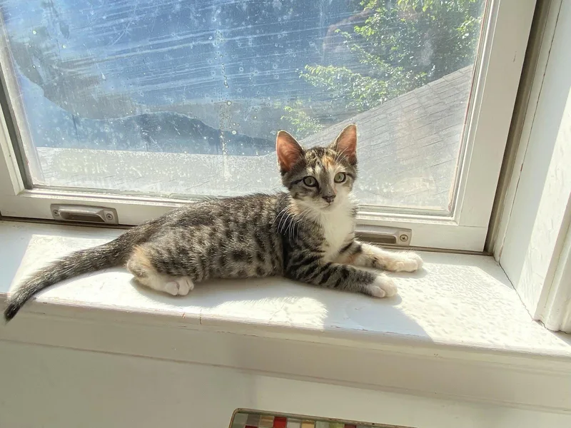 A baby medium-sized female Tabby cat named Nadja for adoption in Greenville, DE