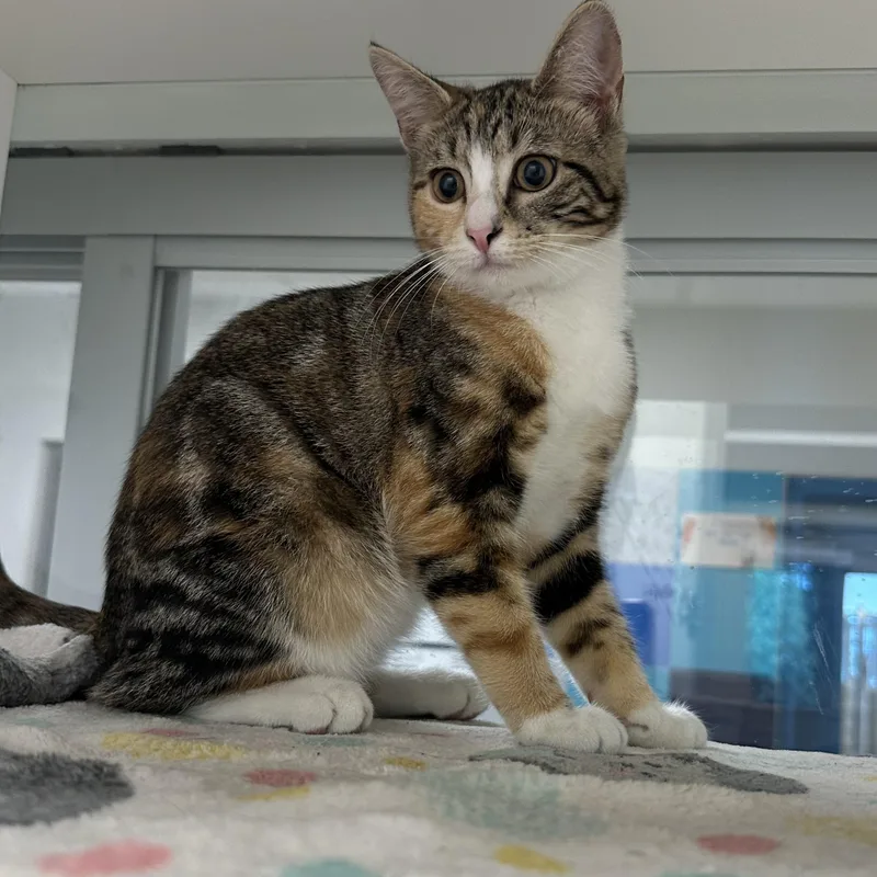 A baby medium-sized female Calico Domestic Short Hair cat named Fishstick for adoption in Manassas, VA