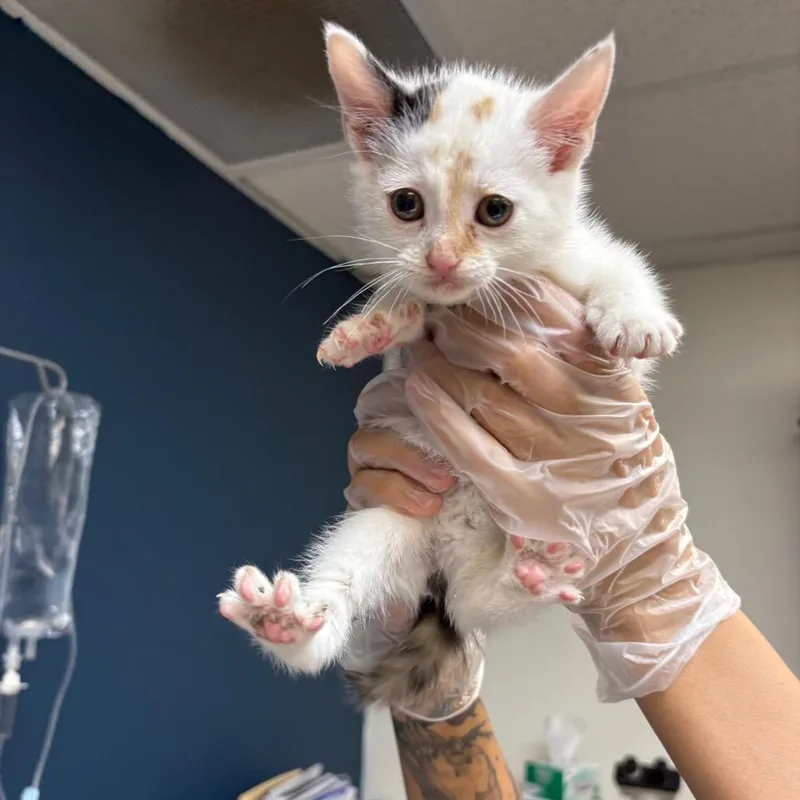 A baby small-sized female Calico Domestic Short Hair cat named Musa for adoption in Newark, NJ