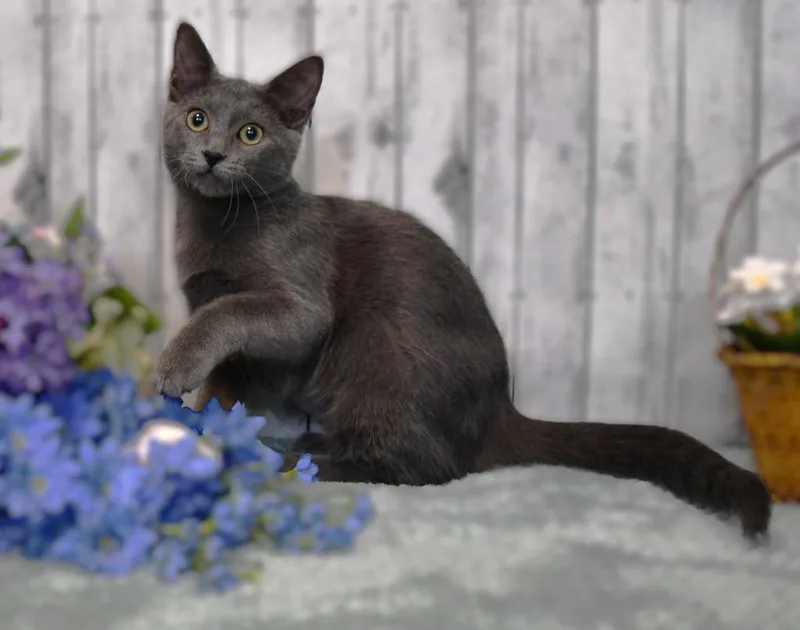 A baby small-sized female Domestic Short Hair cat named Dove for adoption in Roanoke, TX