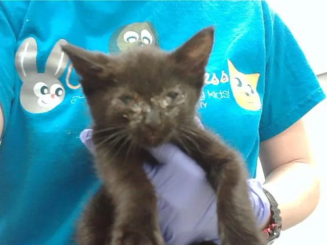 A baby small-sized male Domestic Short Hair cat named James for adoption in Omaha, NE