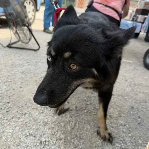 An adult medium-sized female Black Husky dog named Audrey for adoption in Austin, TX