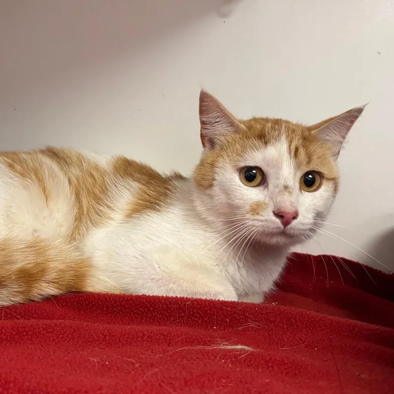 A young medium-sized male White Domestic Short Hair cat named Mr.Jangles for adoption in St Joseph, MO