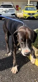 A senior large-sized male Labrador Retriever dog named Kylo for adoption in Honolulu, HI