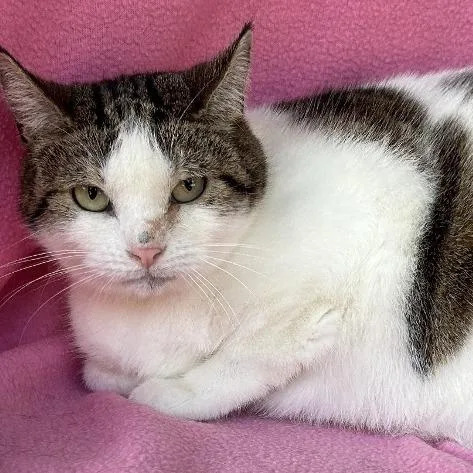 An adult medium-sized female White Domestic Short Hair cat named Evangeline for adoption in Concord, NH