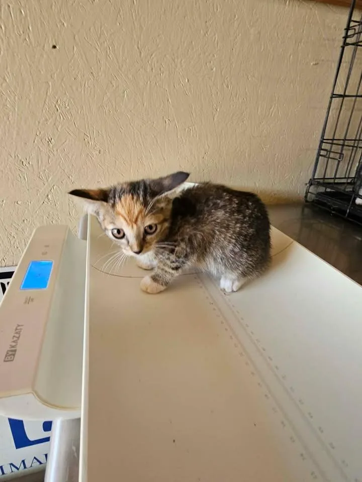 A baby small-sized female Domestic Short Hair cat named Poppy for adoption in Shelbyville, TN