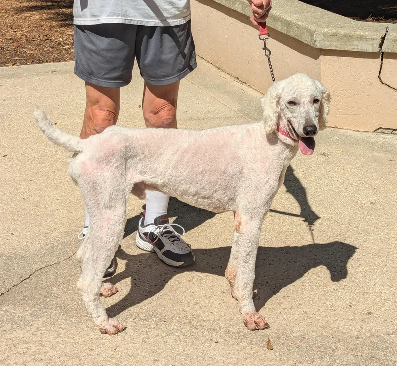 A young medium-sized male Standard Poodle dog named Simon for adoption in Pensacola, FL