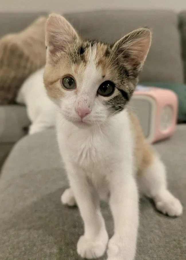 A young medium-sized female Calico cat named Rose for adoption in Garner, NC