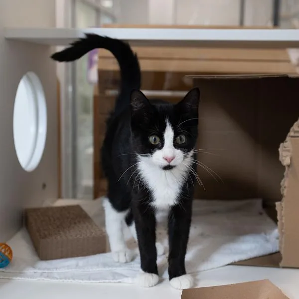 A baby small-sized female Domestic Short Hair cat named Ruby for adoption in Des Moines, IA