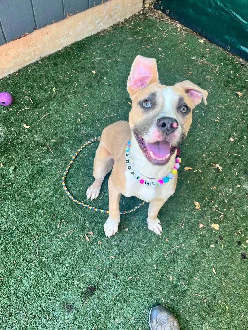 A young medium-sized male Yellow / Tan / Blond / Fawn Pit Bull Terrier dog named Alfonso for adoption in Denver, NC