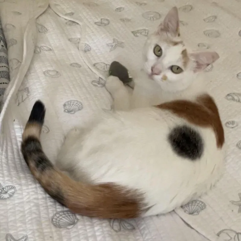 A young medium-sized female Calico cat named Fiona for adoption in Harrisburg, PA