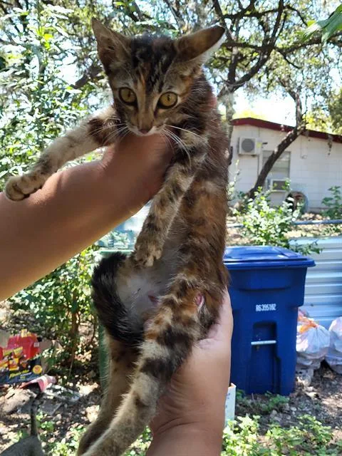 A baby small-sized male Domestic Short Hair cat named Mystery for adoption in San Antonio, TX